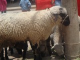 Ook dieren te koop op de markt