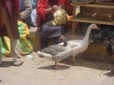 Ook dieren te koop op de markt