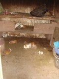 Hier kweekt de mama van Magali, Ulan en Nena cavia's, om te verkopen en om op te eten :o !