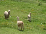 Een eenzame alpaca tussen de lama's