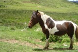 Dit werd mijn paard!