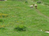 Lama's!