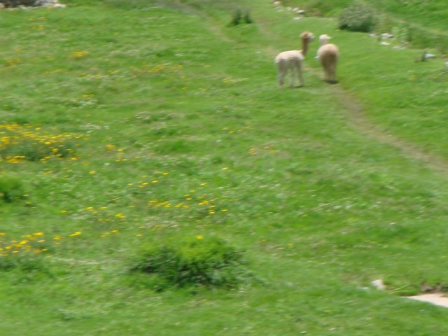 Lama's!