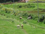 Lama's!
