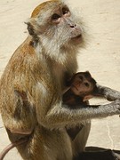 Monkey!