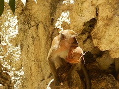 Eating monkey!