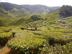 Theeplantages Cameron Highland
