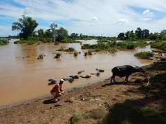 Waterbuffels in Don Det (4000 islands)