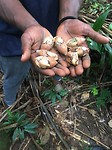 Eetbare nootjes uit de jungle