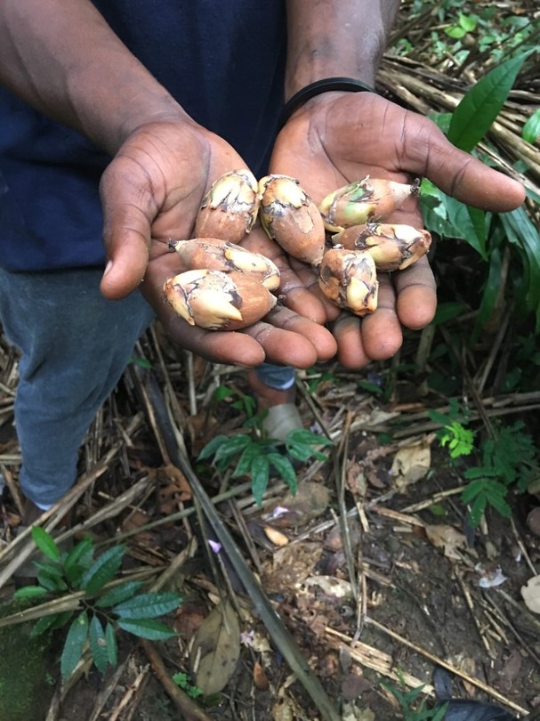 Eetbare nootjes uit de jungle