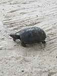 Schildpad