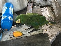 Papegaai
