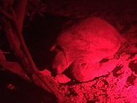 Green turtle