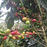 Koffieplantage