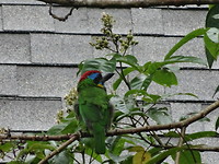 DSC00102_1