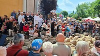 de schapen worden door de priester gezegend met de wijwaterkwast