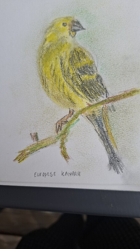 Europese kanarie