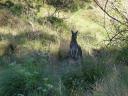 Kangeroo, with little one