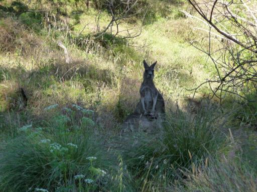 Kangeroo, with little one