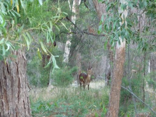 Deer