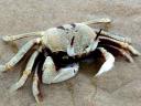 Meneer krabs