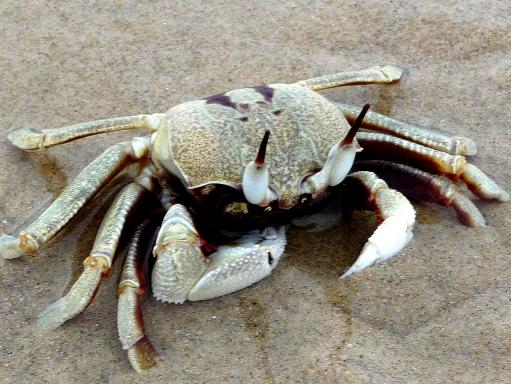Meneer krabs