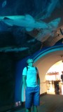 Haaien kijken in Dubai Mall aquarium