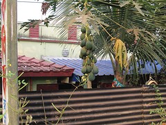 Papaya's (denk ik)