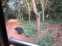 Nandankanan zoo beren