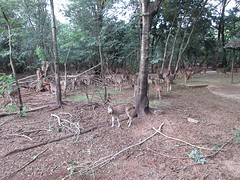 Nandankanan zoo herten