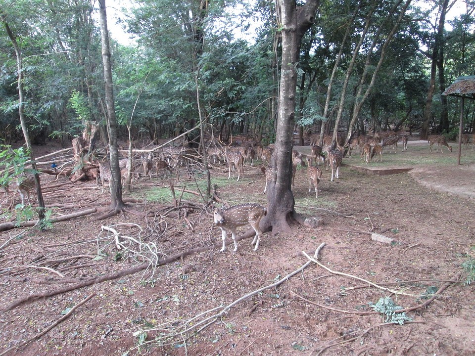 Nandankanan zoo herten