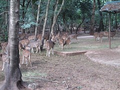 Nandankanan zoo herten