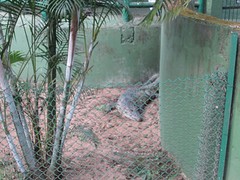Nandankanan zoo krokodil