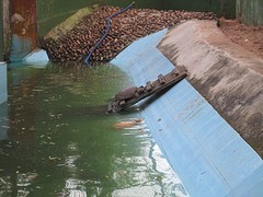 Nandankanan zoo krokodil