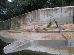 Nandankanan zoo krokodil