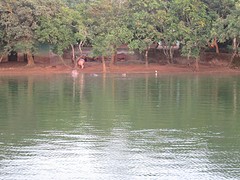 Nandankanan zoo nijlpaarden