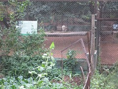 Nandankanan zoo