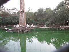 Nandankanan zoo