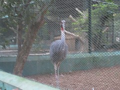 Nandankanan zoo
