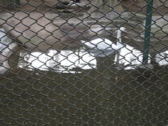 Nandankanan zoo