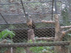 Nandankanan zoo