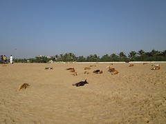 Puri beach