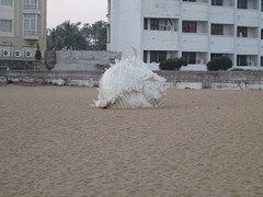 Puri beach