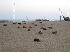 Puri beach
