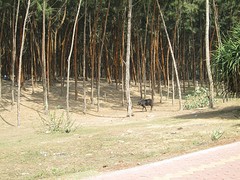 Digha duinen