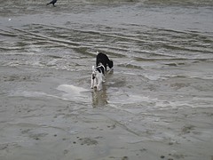 Jonge hondjes