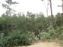Digha duinen