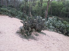Digha duinen