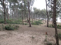 Digha duinen