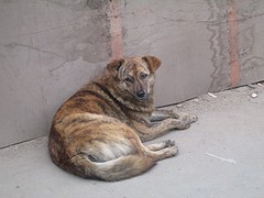 Hondje